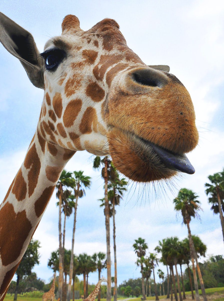 Animals at busch gardens