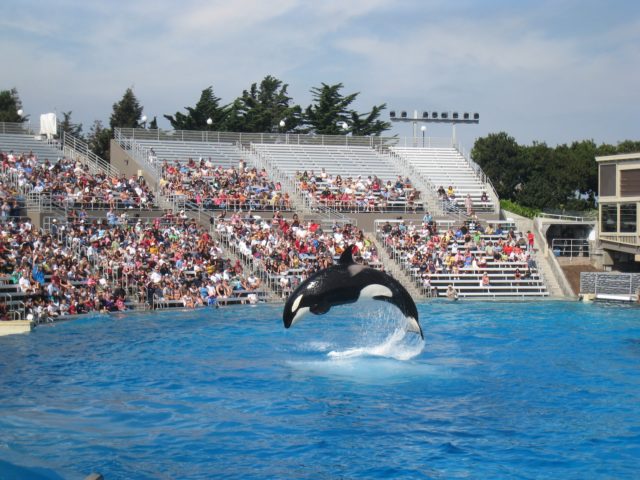 military personnel in white and black whale tail in blue sea during daytime