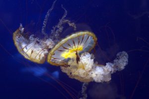 Tennessee Aquarium, Chattanooga TN