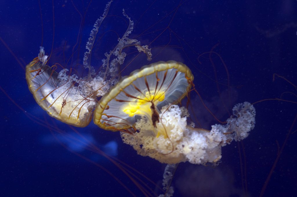 Tennessee Aquarium, Chattanooga TN