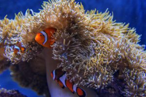 Clownfish, Seattle Aquarium (seattle, Washington)