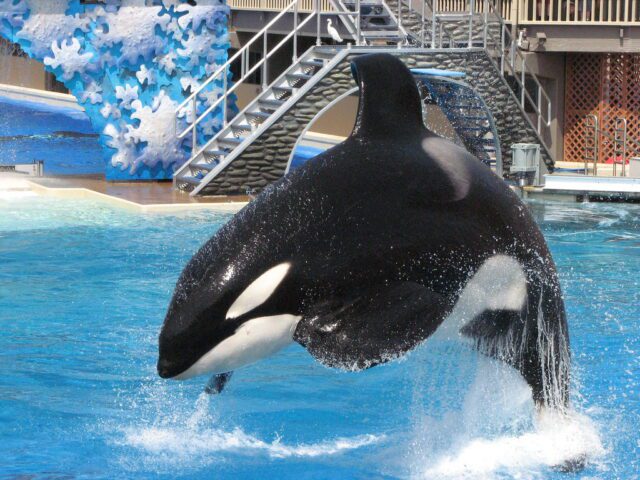 Seaworld San Antonio