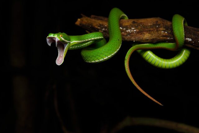 Pit Viper