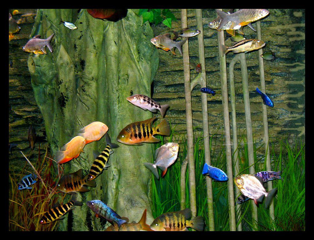 Ga Aquarium