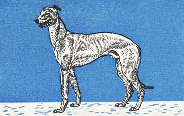 Greyhound