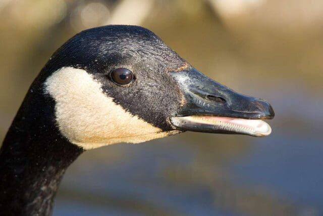 Canada Goose