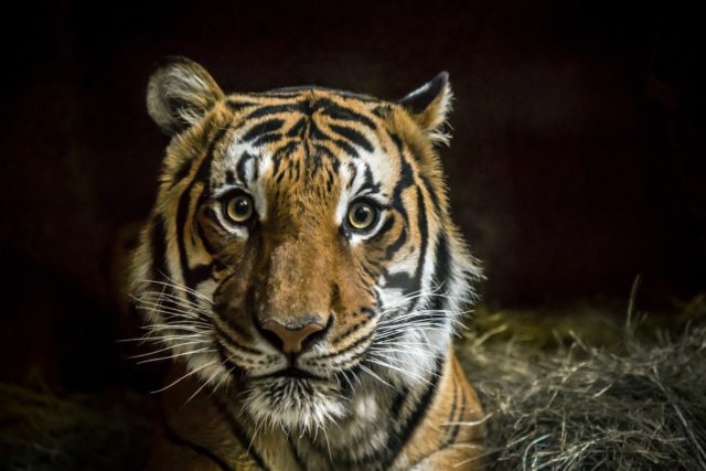 tiger at san diego Zoo