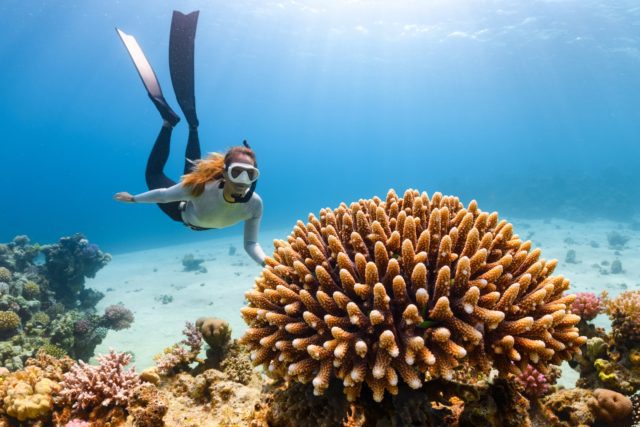 a scuba diver swims over a coral reef streaming on discovery plus